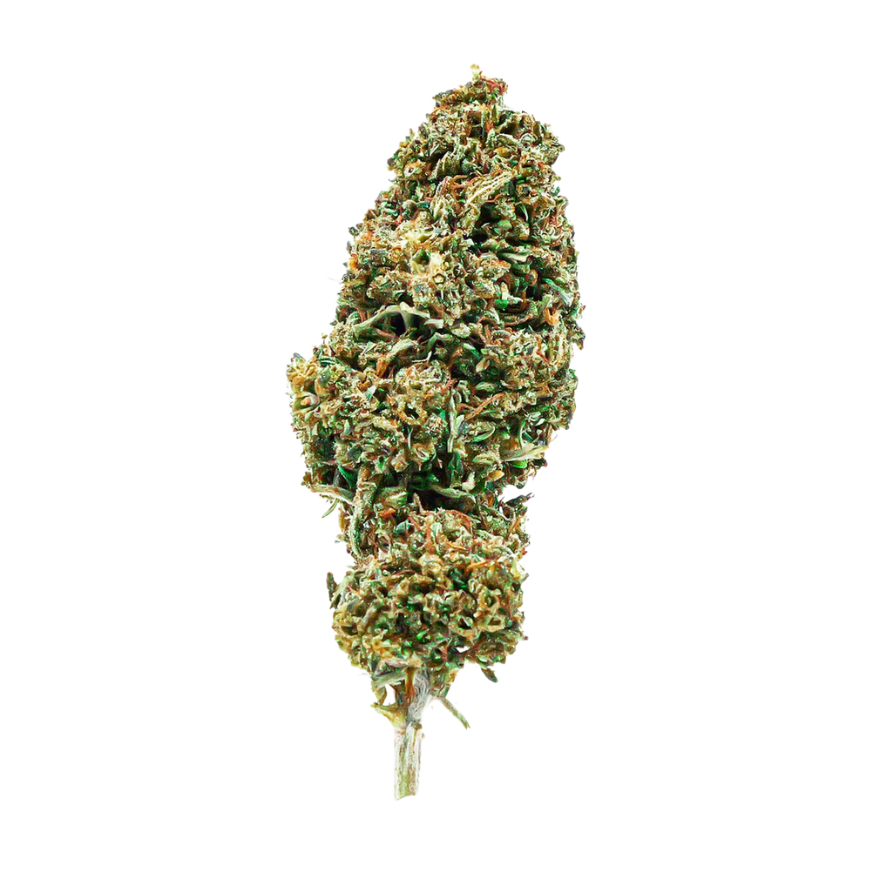 ORANGE BUD